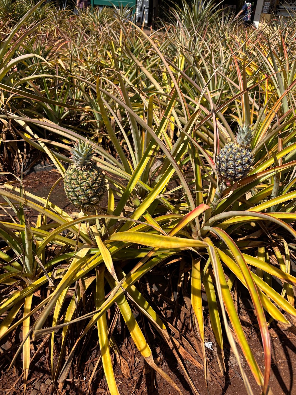 2日目、早朝からマノアの滝へ。雨に降られることもなく全員で無事完走。その後...