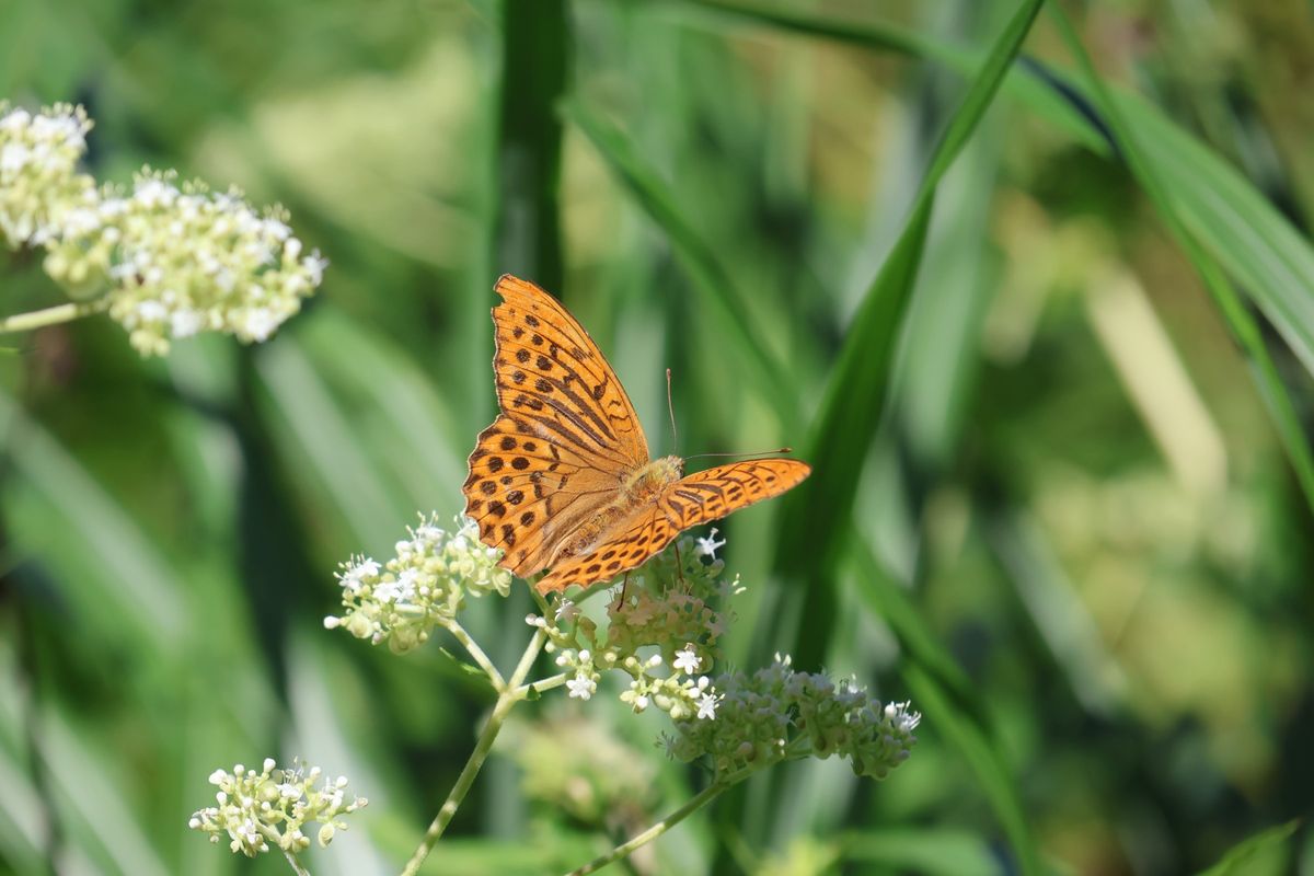 湯沢高原にはチョウやトンボもたくさんいました。