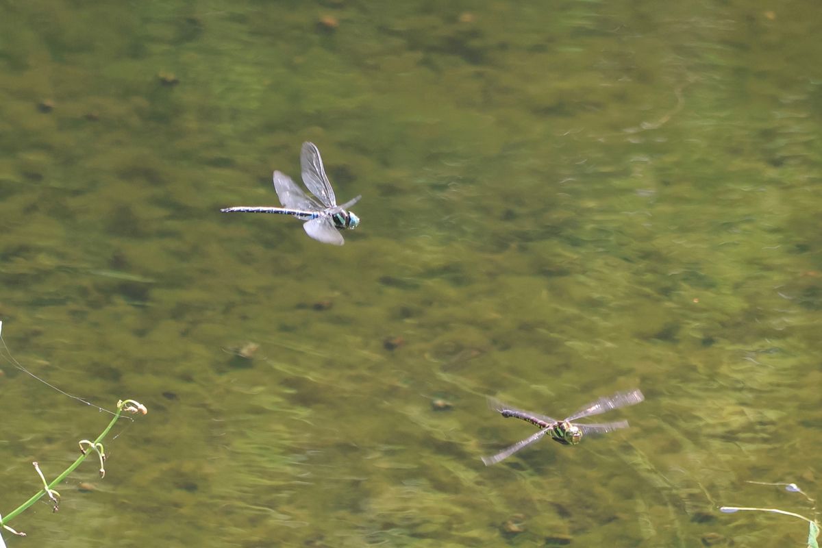 湯沢高原にはチョウやトンボもたくさんいました。
