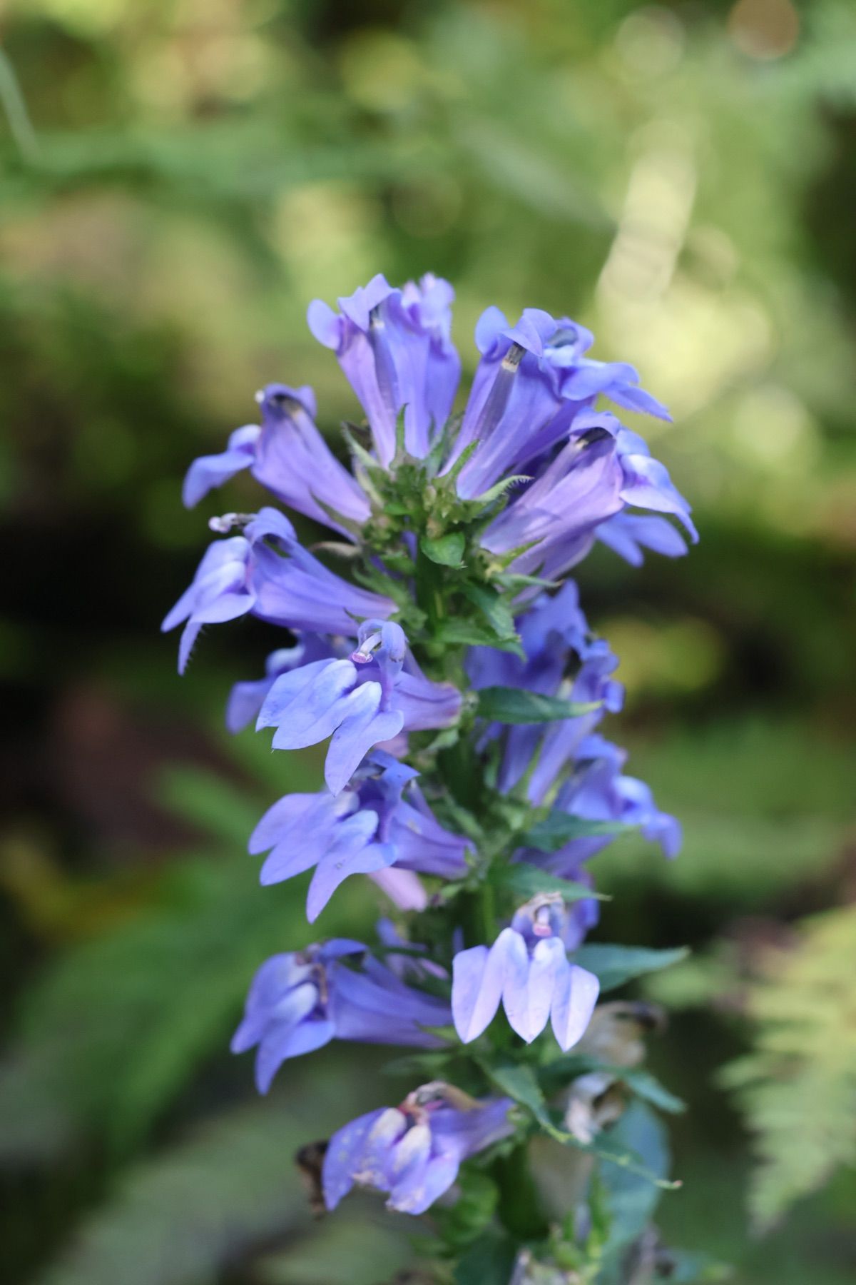 湯沢高原には色とりどりの花も咲いていました。