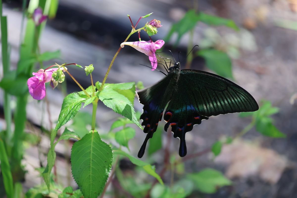 湯沢高原にはチョウやトンボもたくさんいました。