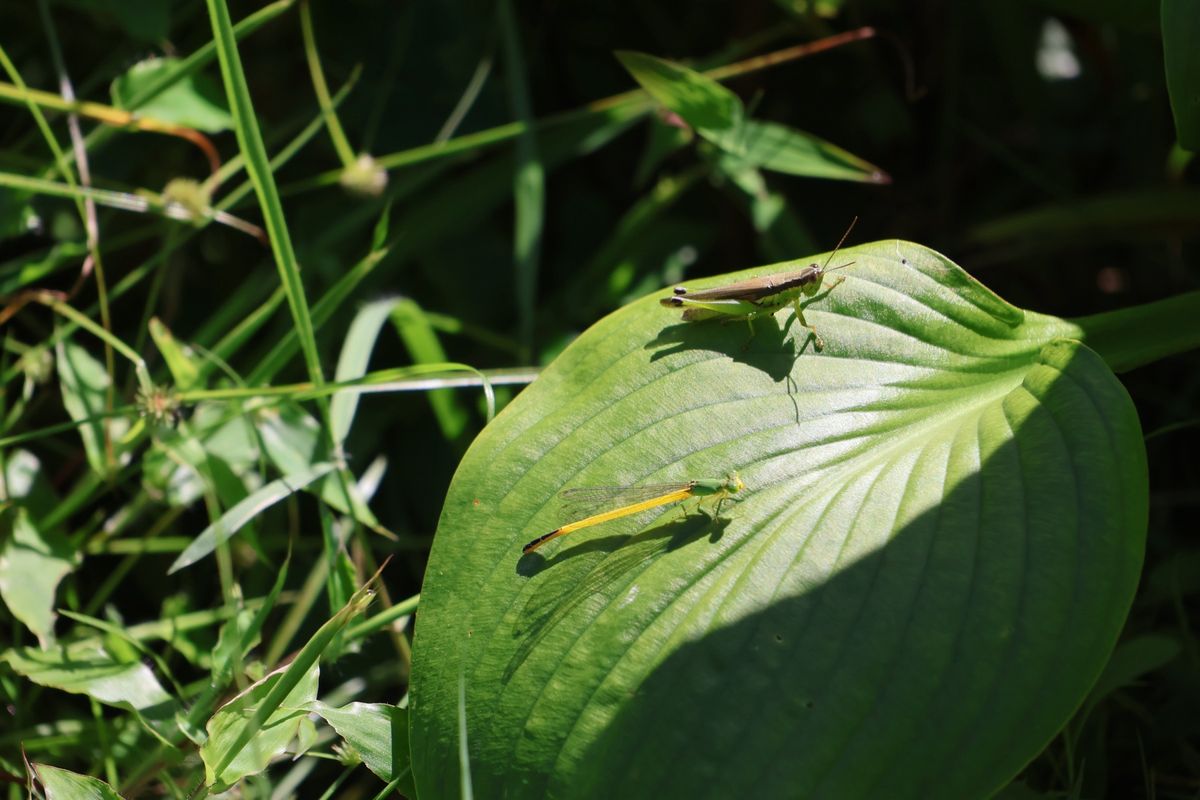 湯沢高原にはチョウやトンボもたくさんいました。