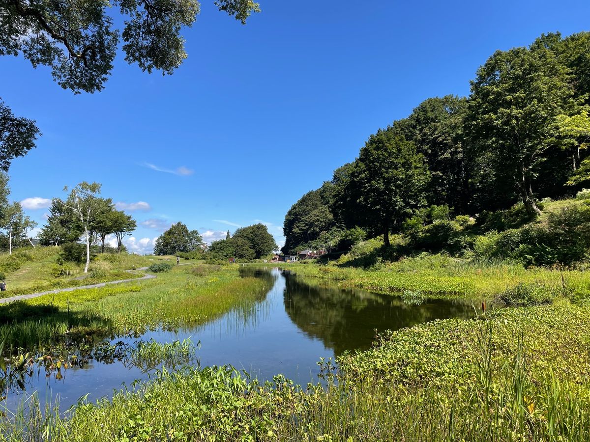 湯沢高原には色とりどりの花も咲いていました。