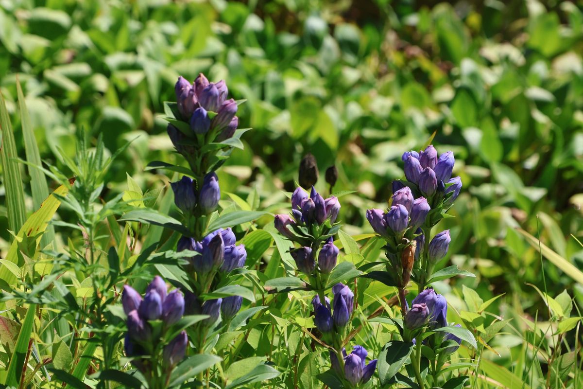 湯沢高原には色とりどりの花も咲いていました。