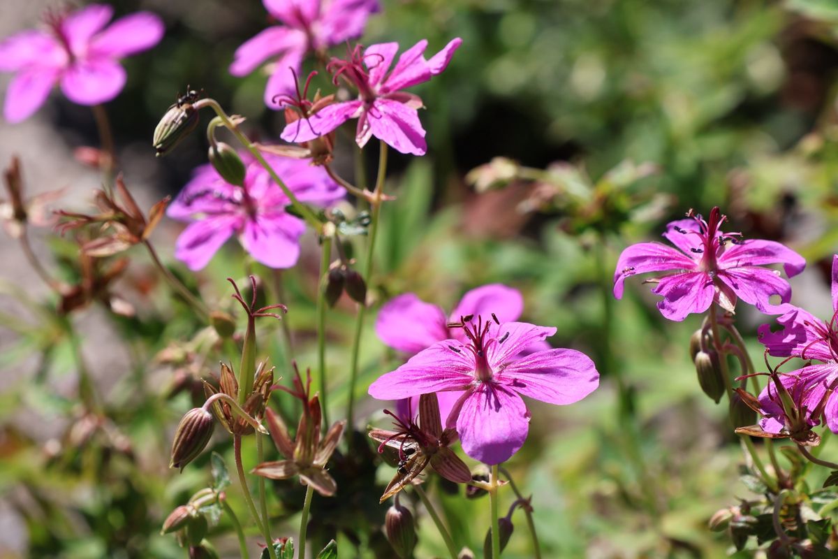 湯沢高原には色とりどりの花も咲いていました。