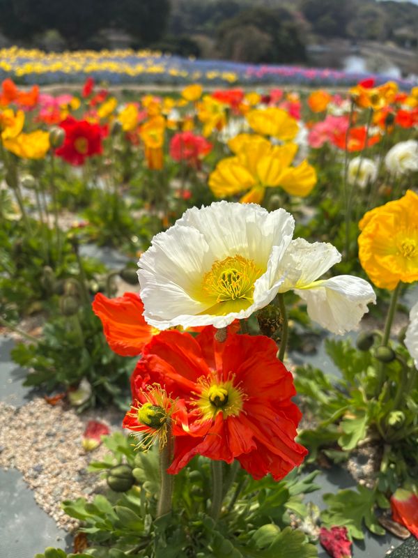日本・淡路島「淡路島🧅」の写真