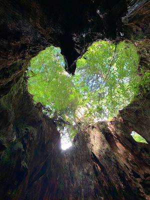 縄文杉　