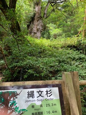 縄文杉　