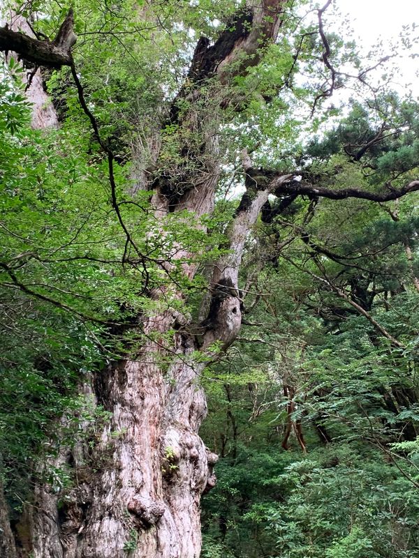 日本・鹿児島県「屋久島」の写真：縄文杉　