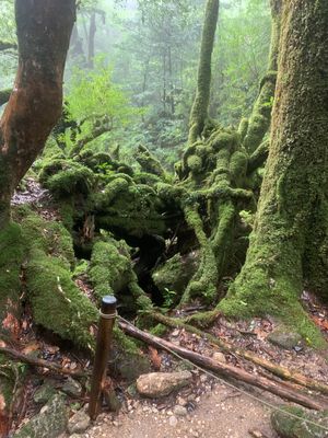 縄文杉　