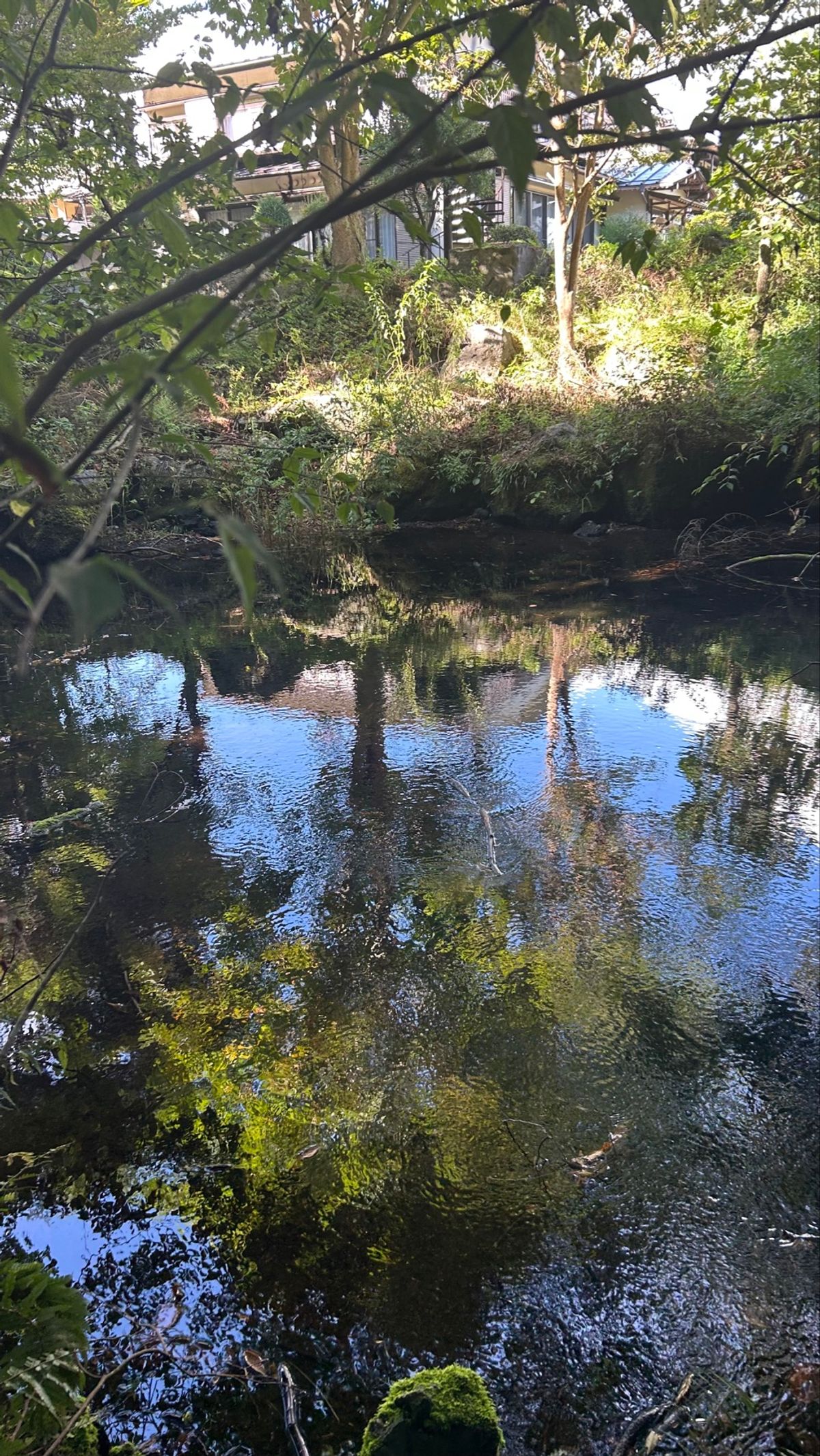 📍出口池
忍野八海からちょっと歩いたけど、この神秘的な光景みられて幸せ
少...