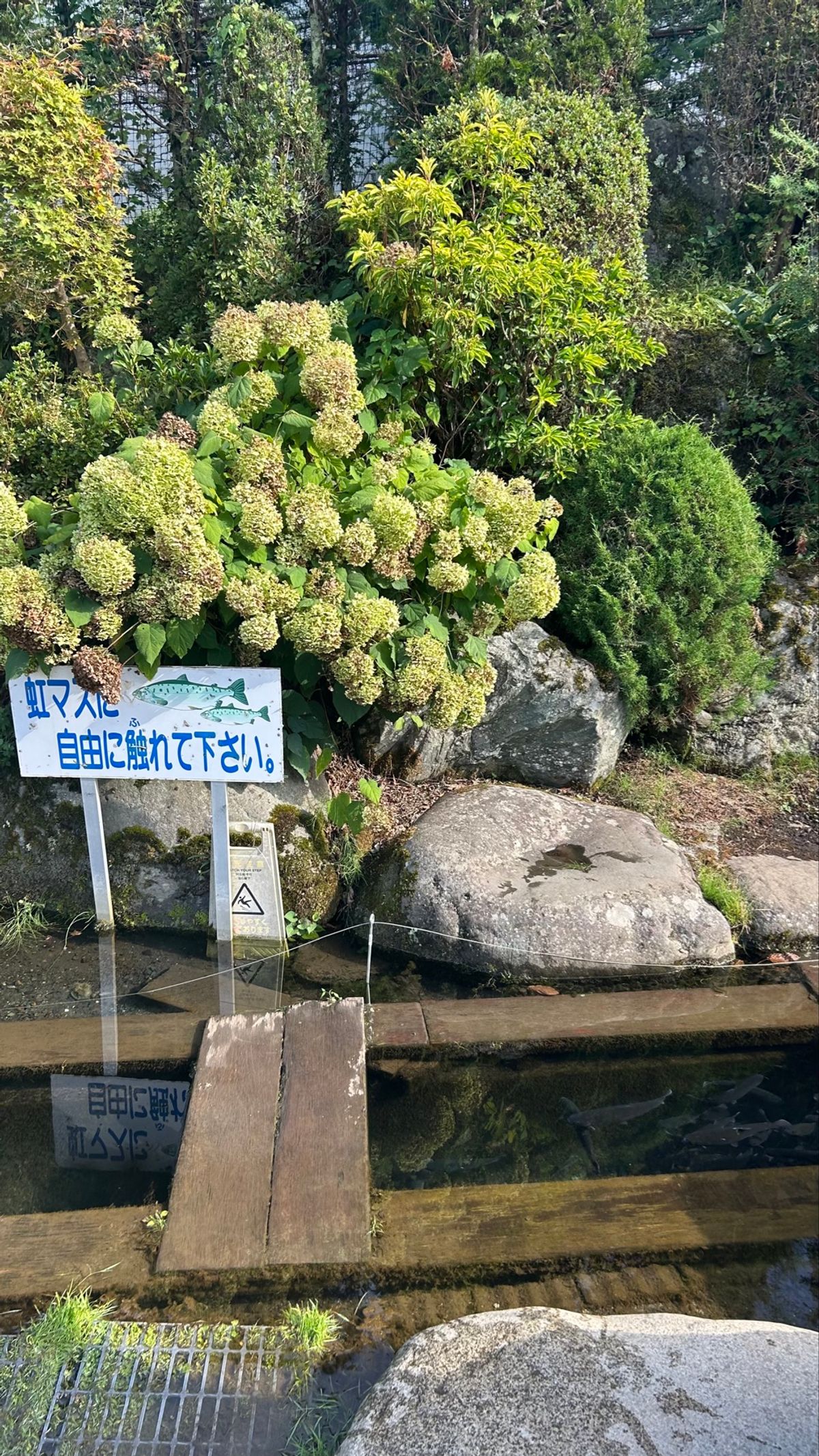 鏡みたい🪞
ニジマスに触れる勇気はなかったけど、お水冷たすぎて気持ちよかっ...