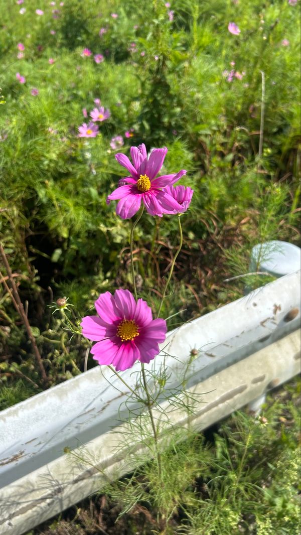 日本・山梨県「夏の終わりと小さな秋」の写真：秋見つけ