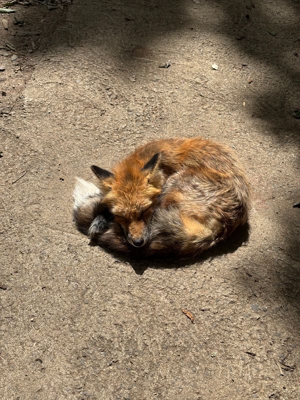 日本・宮城県「仙台🐃」の写真