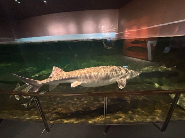 日本・滋賀県「琵琶湖博物館」の写真