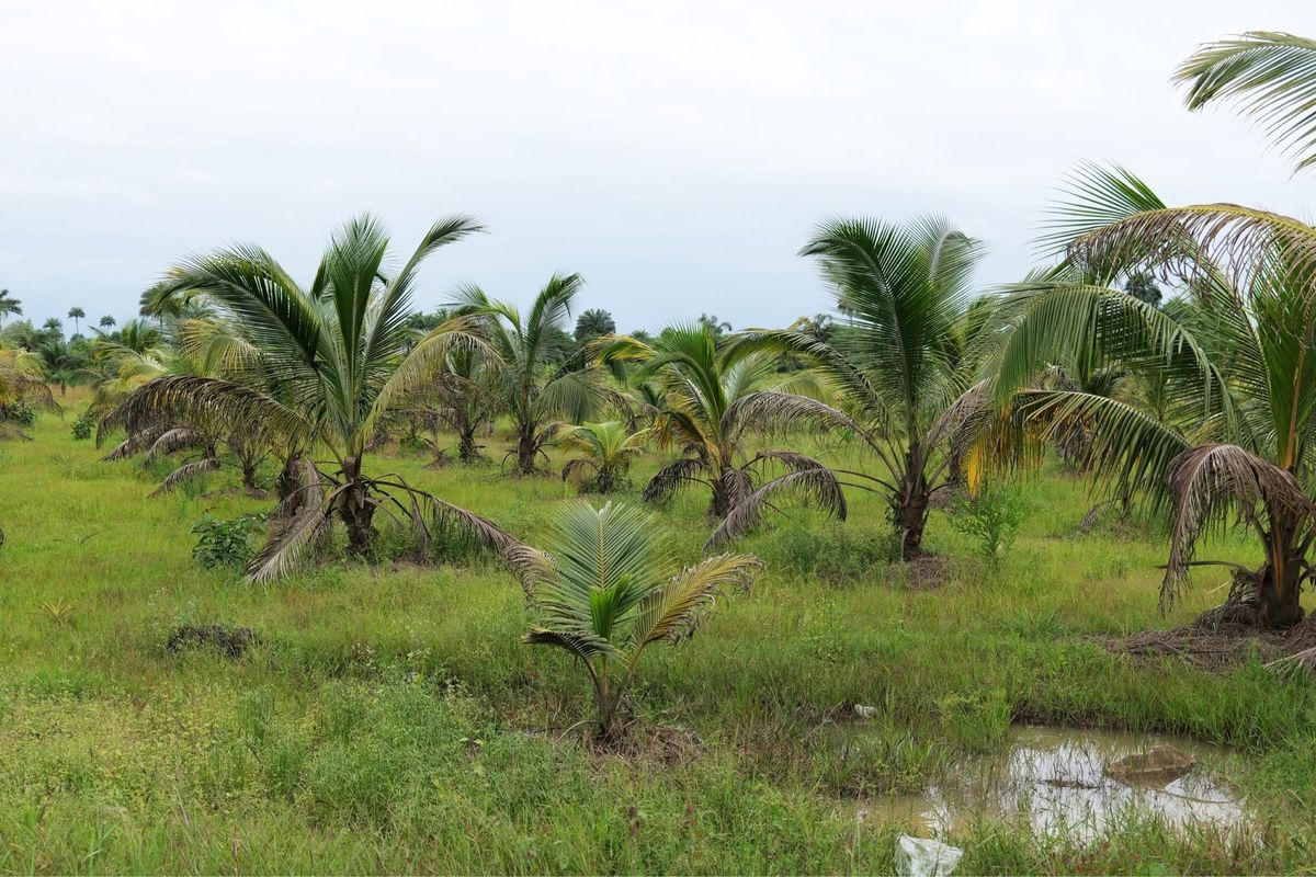 リベリアの田舎の風景