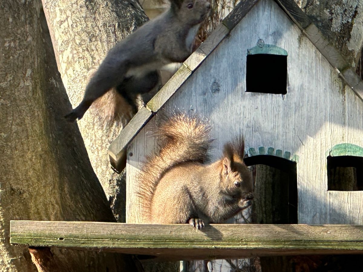 2回目の帯広
十勝ばんえい競馬場、観月苑のサウナ、真部庭園のリス、いっぴんの豚丼