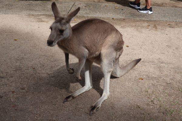 オーストラリア連邦・ケアンズ「ケアンズ」の写真