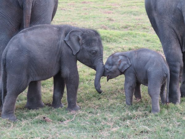 スリランカ「スリランカ」の写真