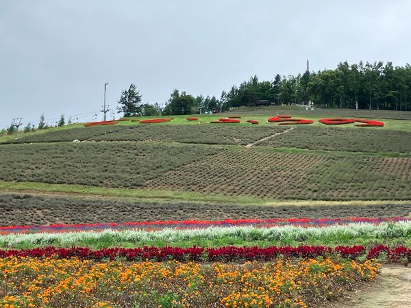 日本・北海道「2025北海道旅行」の写真：富良野
