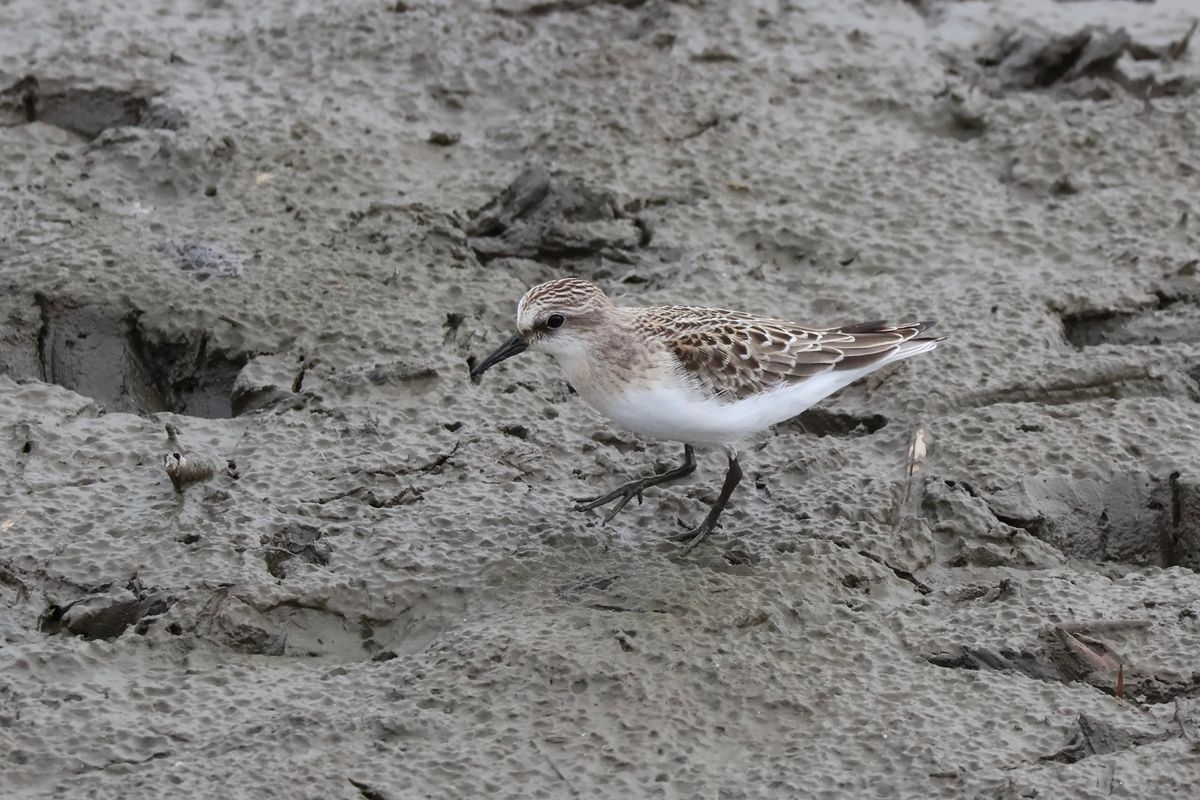 伊佐沼にはシギやチドリ、カモなど水辺の野鳥が集まっていました。休日なのでカ...