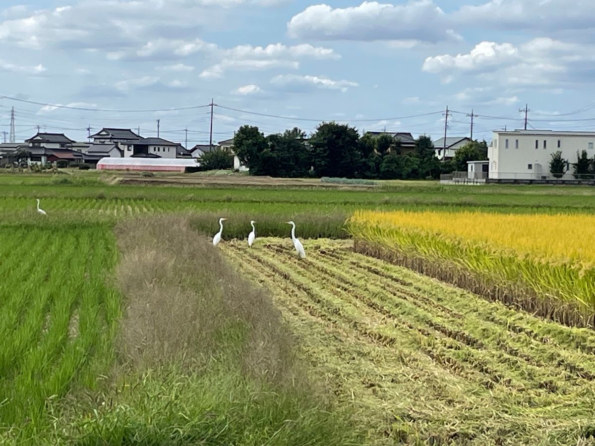 バスを降りると長閑な田園風景が。稲刈りの終わった田んぼにはサギが餌取りに来...