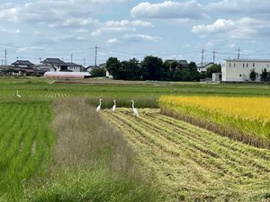 バスを降りると長閑な田園風景が。稲刈りの終わった田んぼにはサギが餌取りに来...