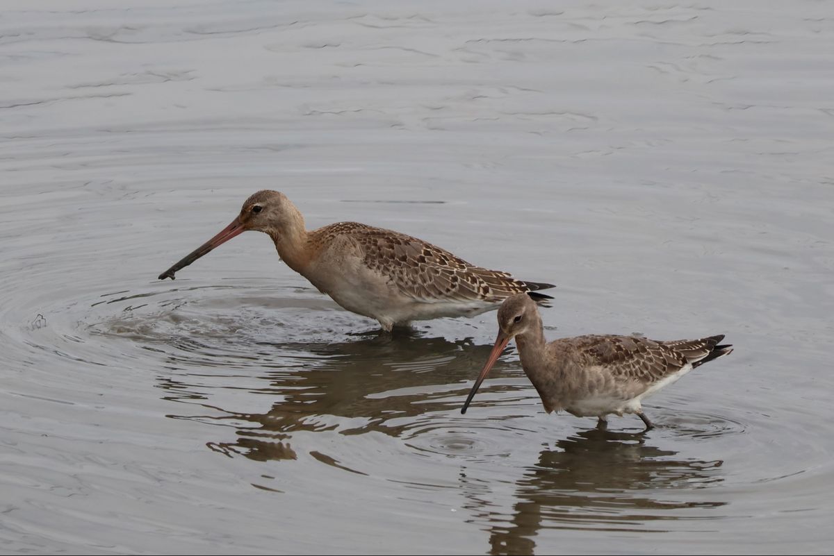 伊佐沼にはシギやチドリ、カモなど水辺の野鳥が集まっていました。休日なのでカ...
