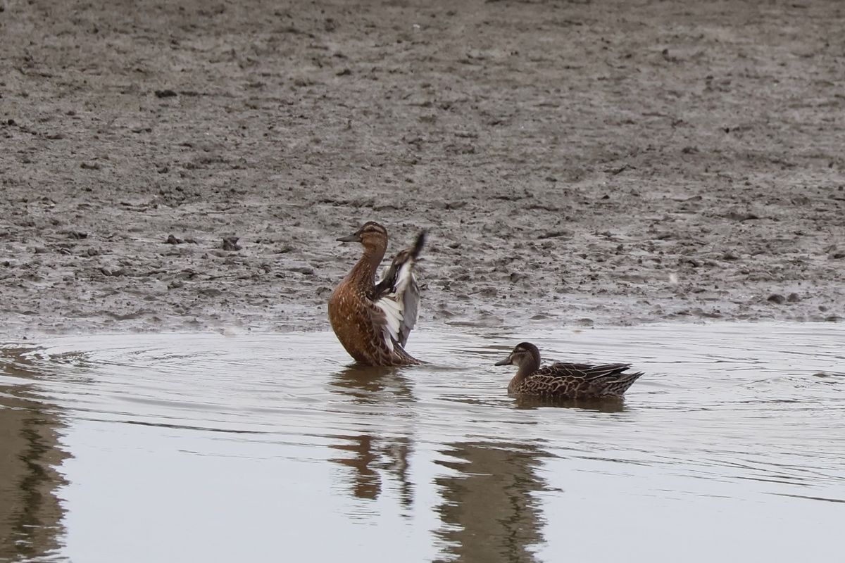 伊佐沼にはシギやチドリ、カモなど水辺の野鳥が集まっていました。休日なのでカ...