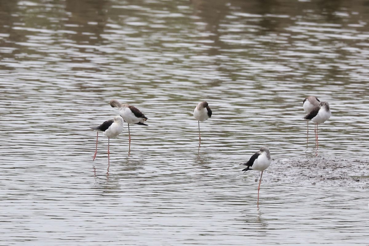 伊佐沼にはシギやチドリ、カモなど水辺の野鳥が集まっていました。休日なのでカ...
