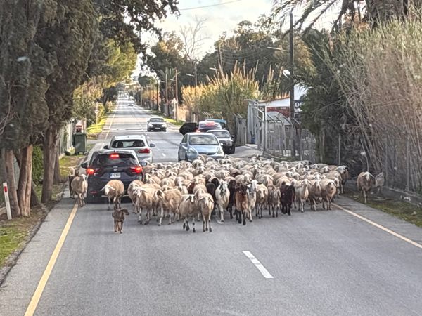 キプロス・ニコシア「キプロス 旅行」の写真