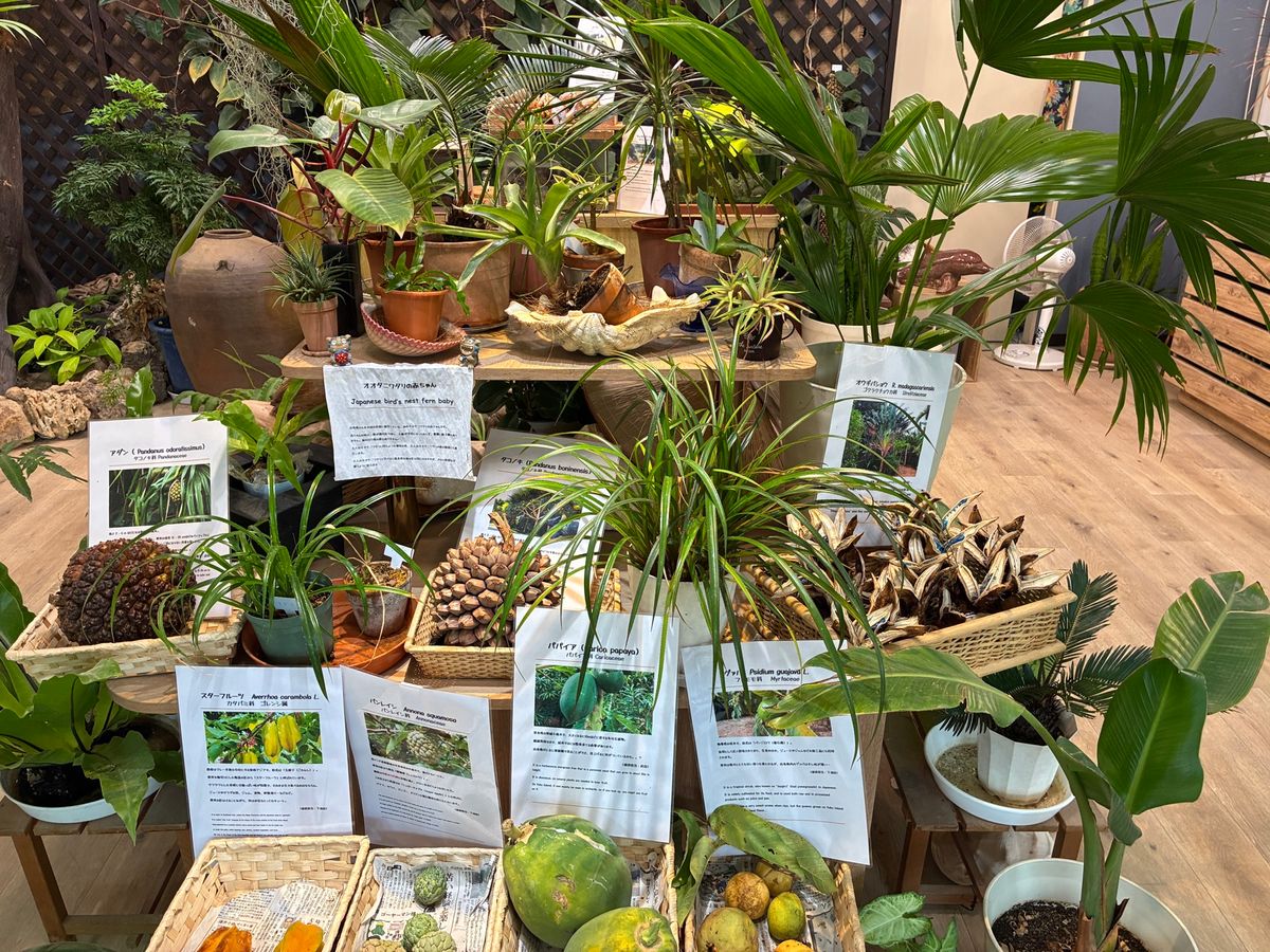 ホテルからの景色と由布島