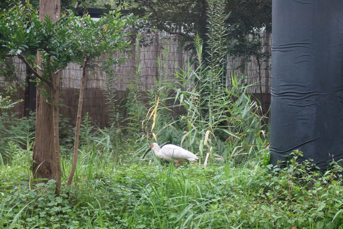 午後からはトキの森公園へ。
この日から佐渡で白い鳥を見ると全てトキに見える...