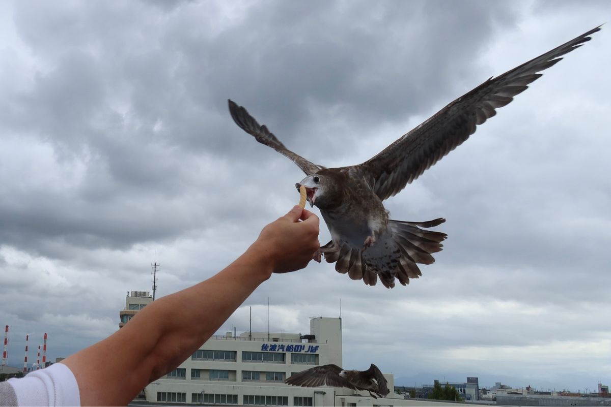 12時、新潟港発佐渡島両津港行のフェリーに乗船。船を追うかもめにかっぱえび...