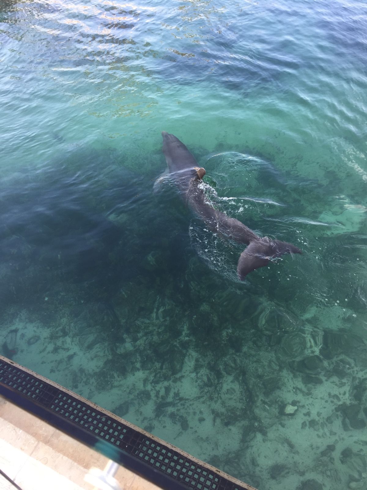 オールインクルーシブ、替玉100円くらい好きな言葉になりました。