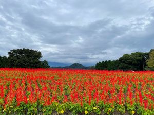 とっとり花回路