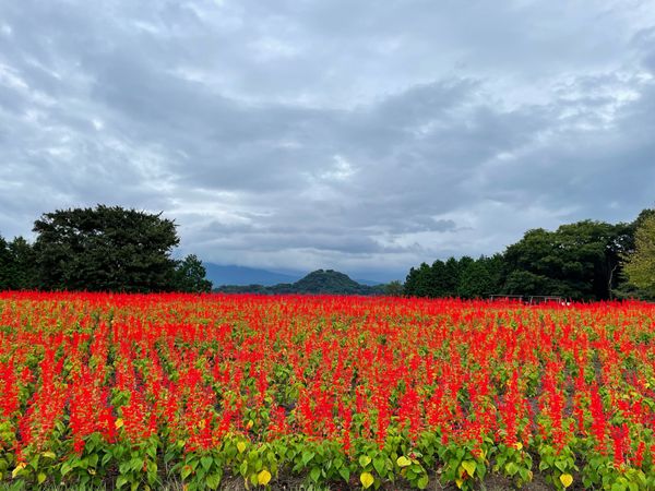 日本・鳥取県「Tottori」の写真：とっとり花回路