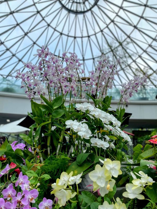 日本・鳥取県「Tottori」の写真：とっとり花回路