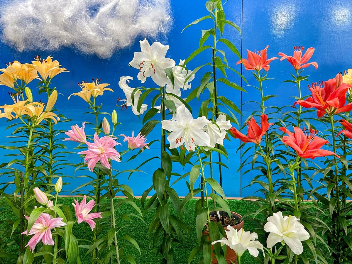 とっとり花回路