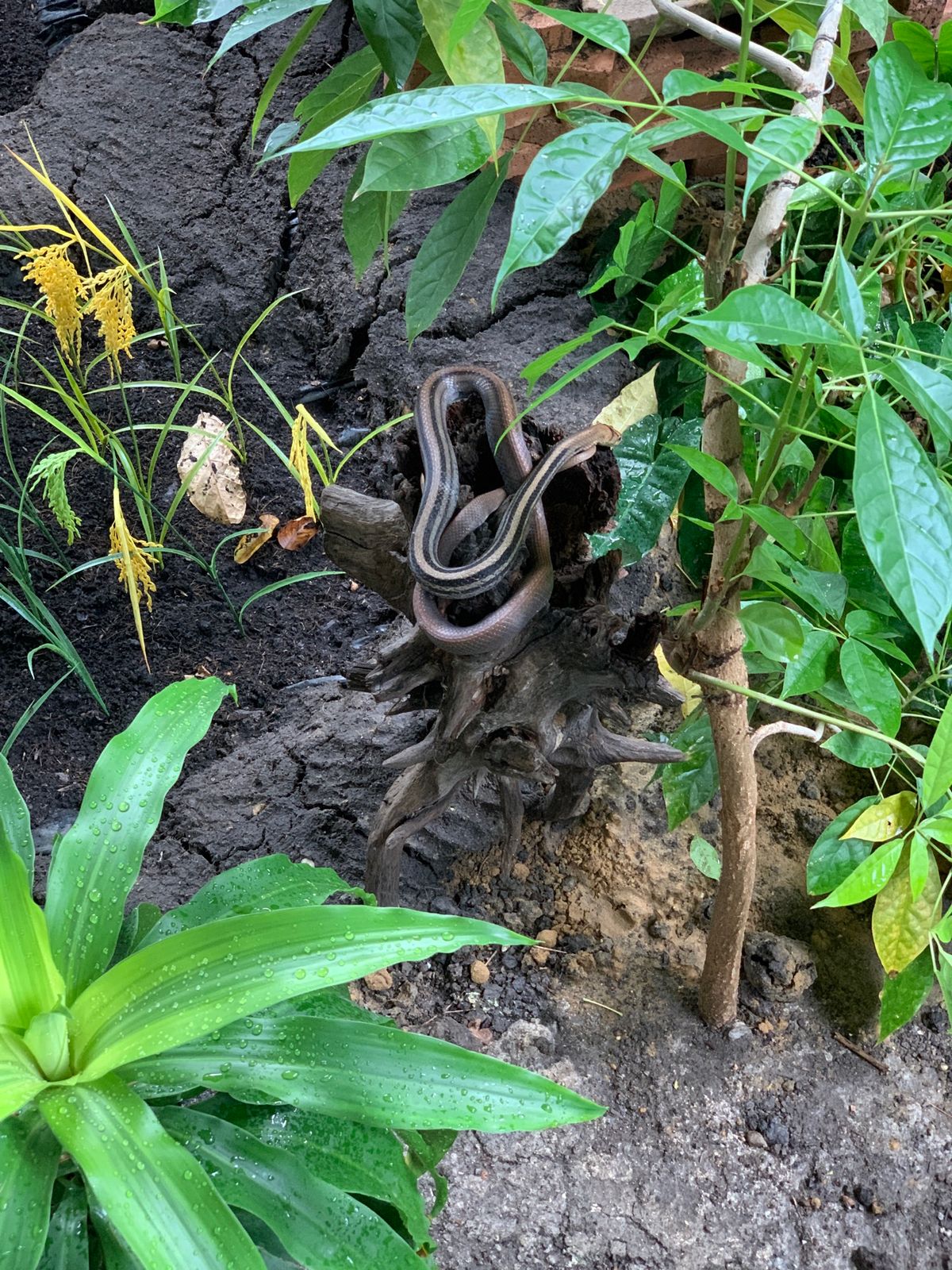 スネークミュージアム