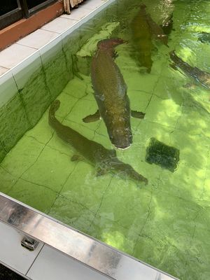 ガネーシャ