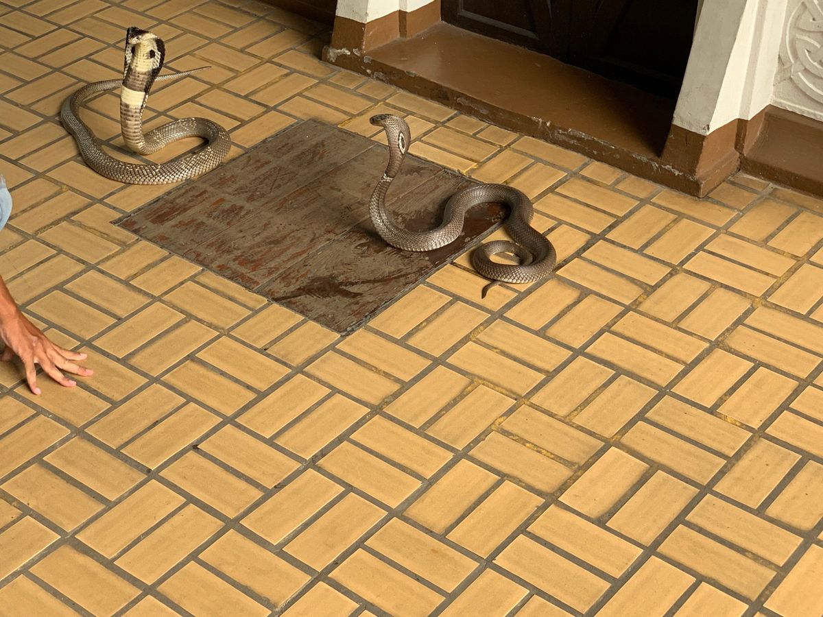 キングコブラとタイコブラショー