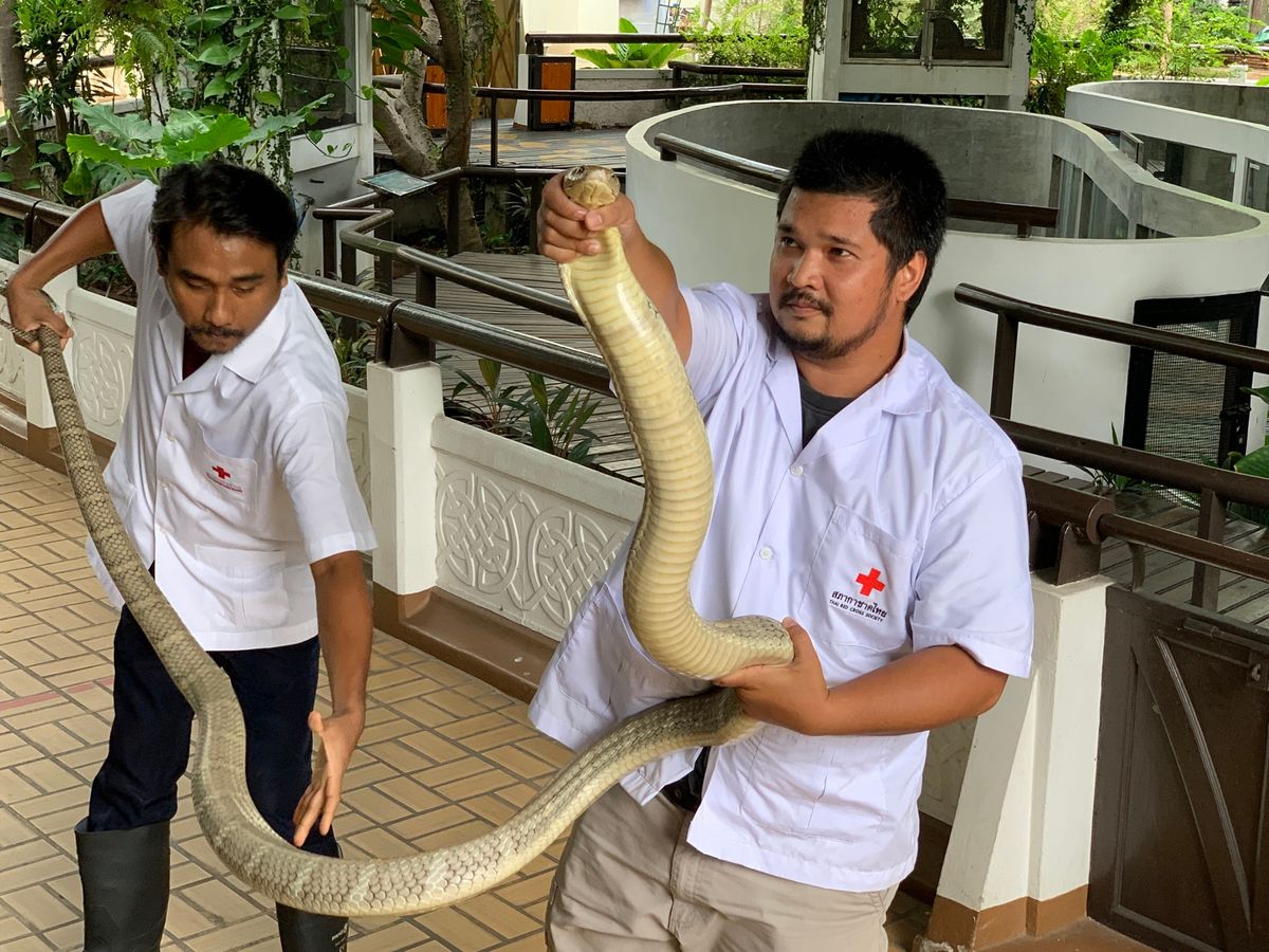 キングコブラとタイコブラショー