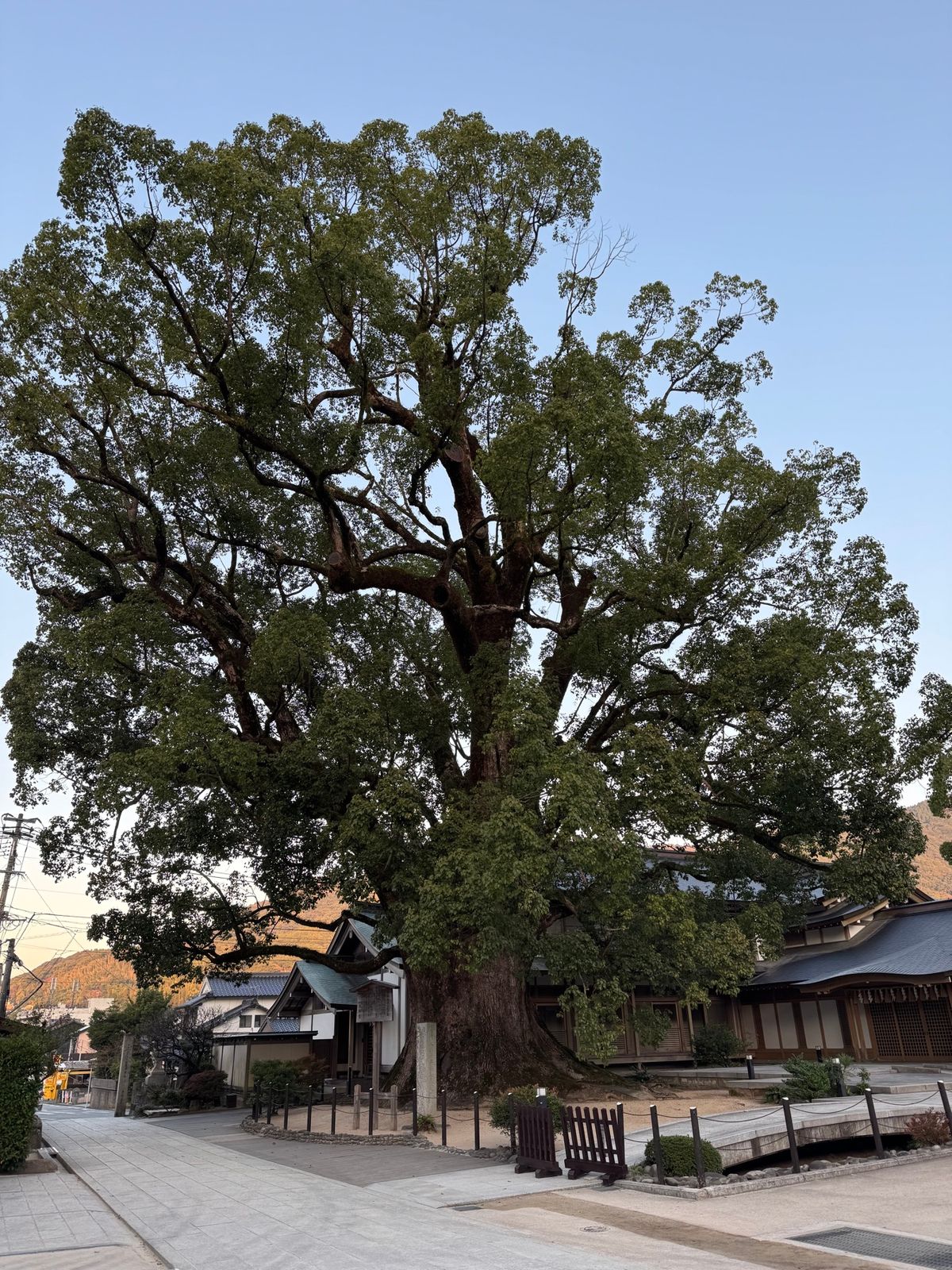 太宰府市
●太宰府天満宮

昨日人の多さに圧倒されたので、再度早朝に参拝。...