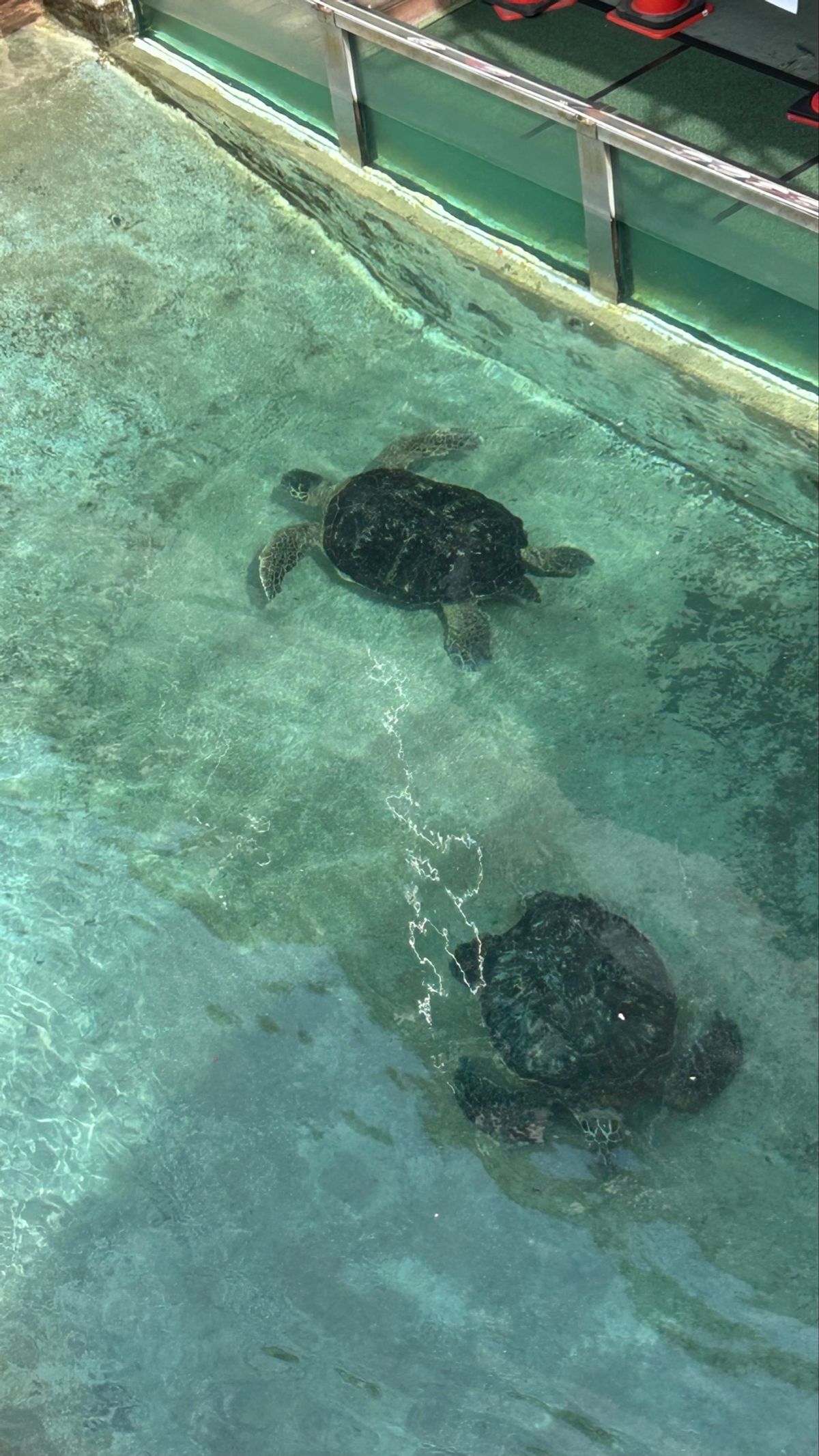 そして長距離の散歩を終え、新江ノ島水族館へ✨
クラゲゾーンが印象的すぎた！...