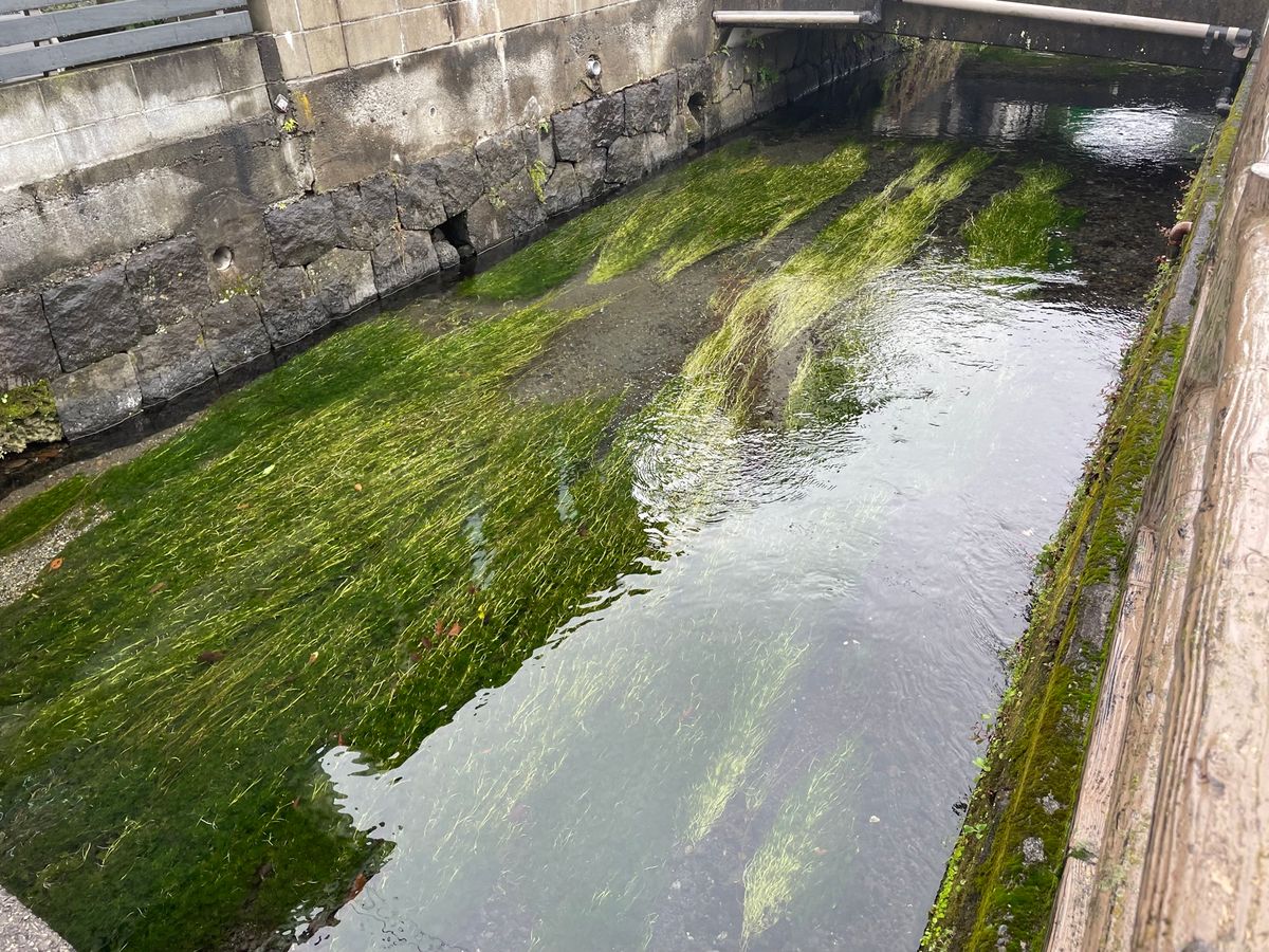 三島は市内に湧水が多くて街中を清流が流れています。