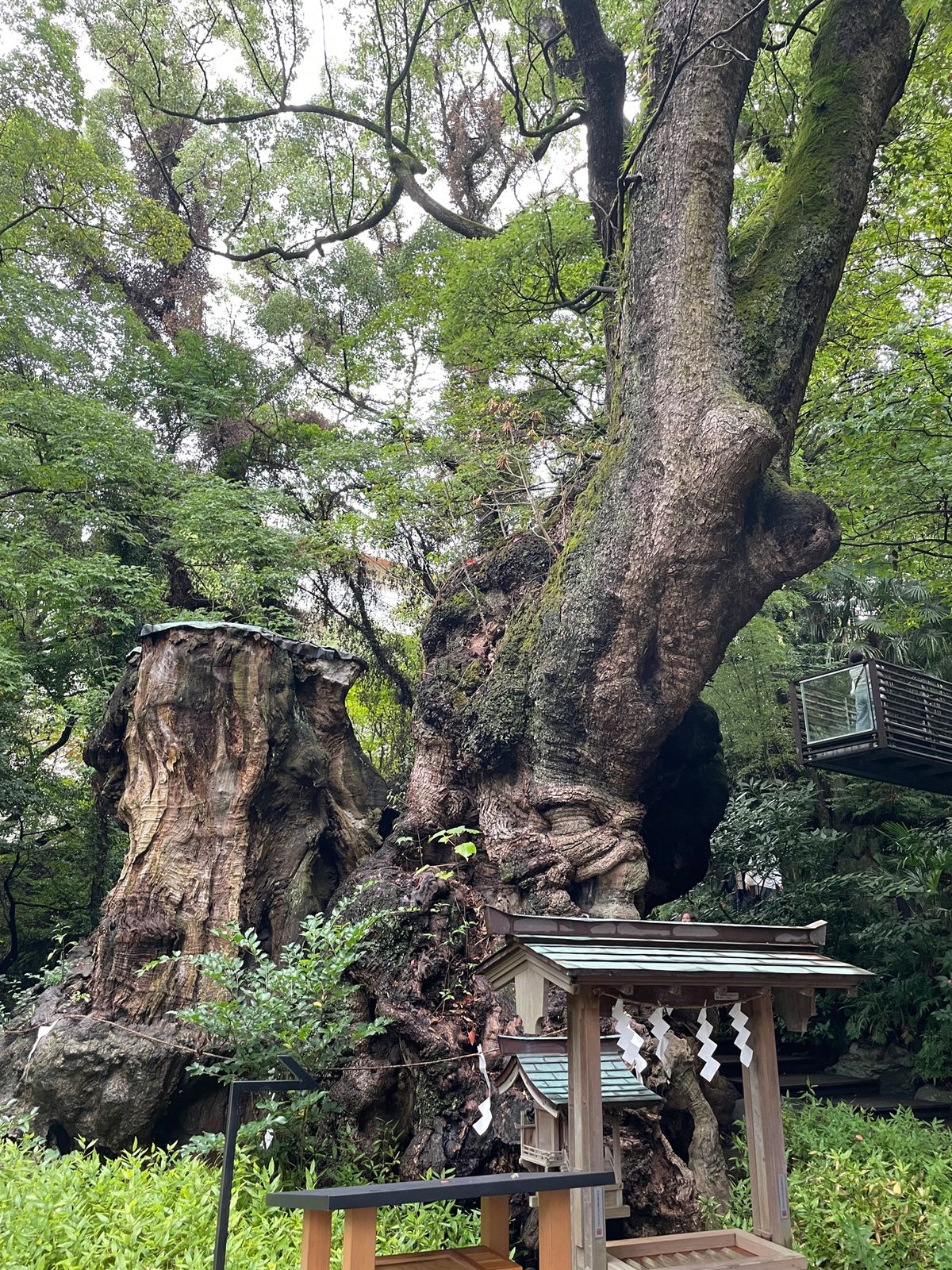 来宮神社の御神体は樹齢2,100年という大楠。幹の周りを一周すると寿命が一...