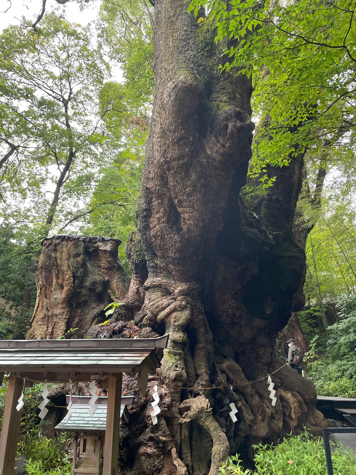 来宮神社の御神体は樹齢2,100年という大楠。幹の周りを一周すると寿命が一...