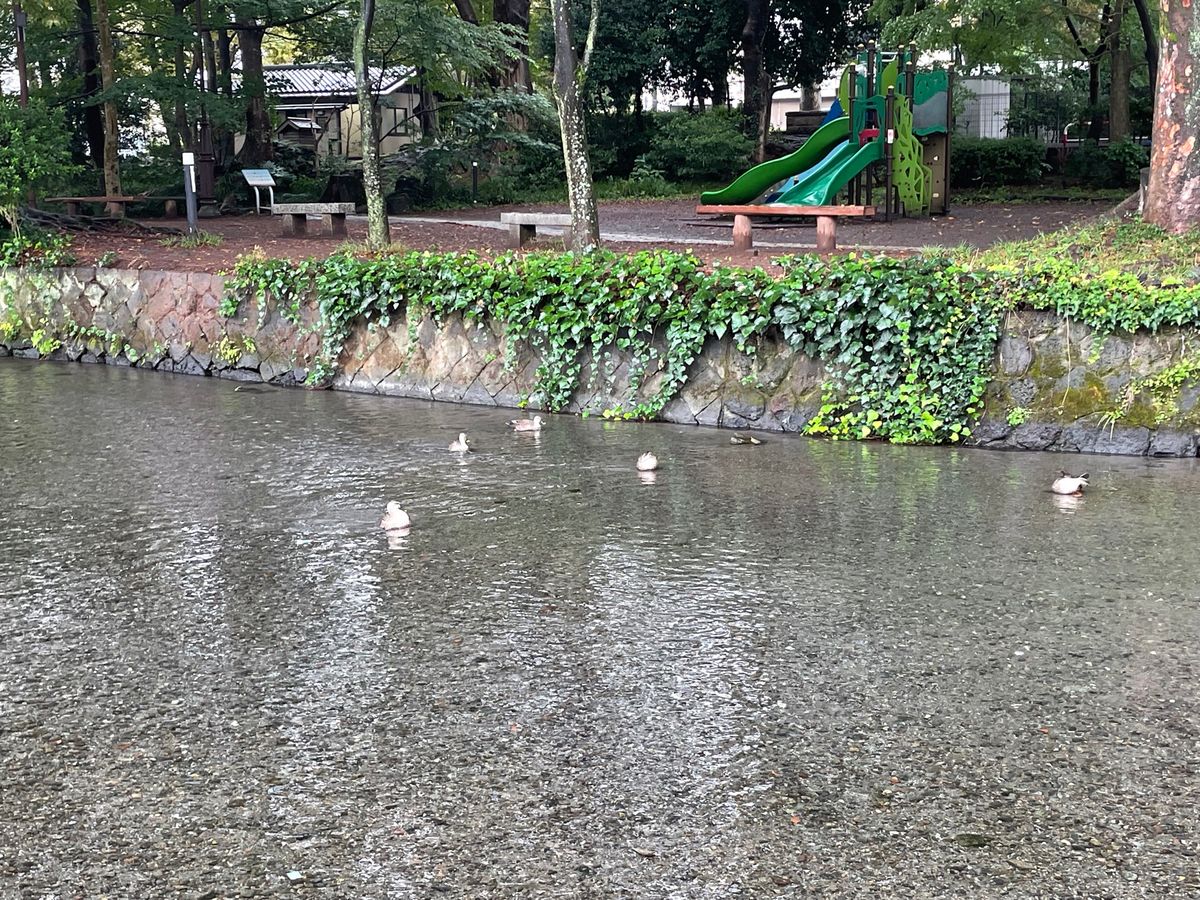 三島は市内に湧水が多くて街中を清流が流れています。