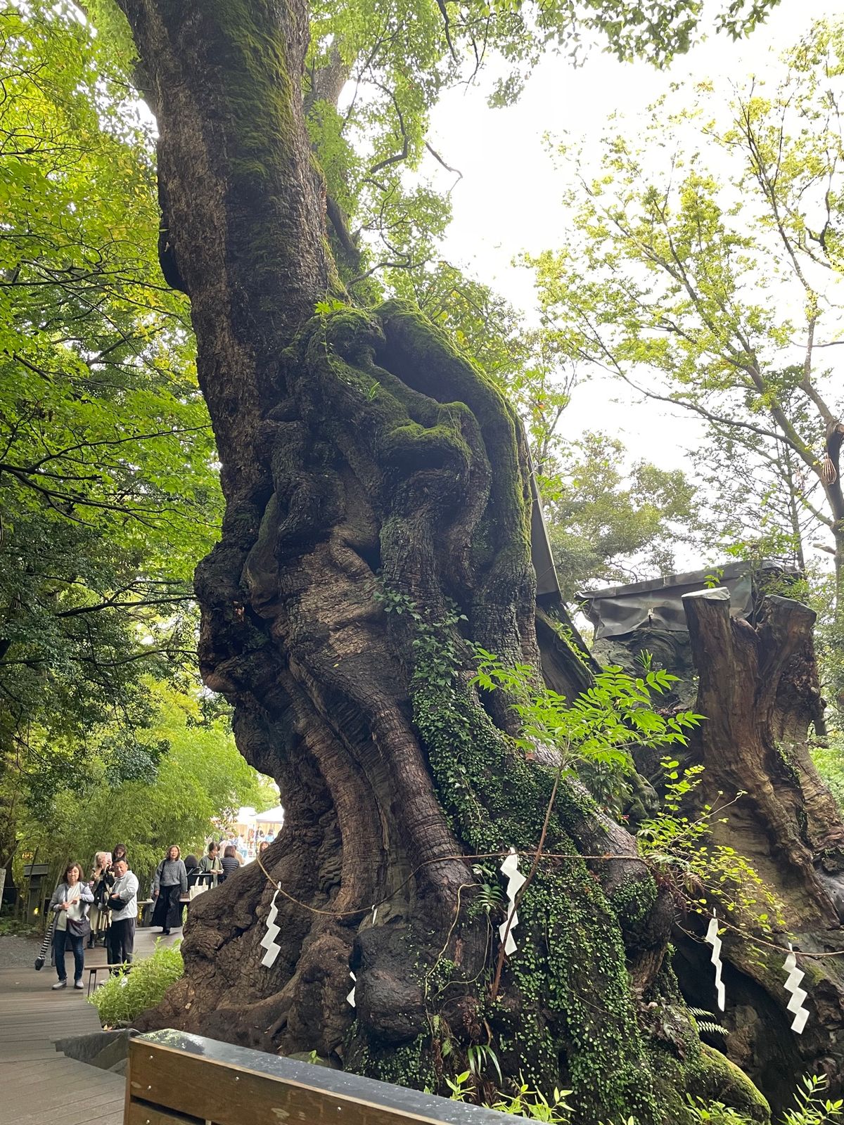 来宮神社の御神体は樹齢2,100年という大楠。幹の周りを一周すると寿命が一...